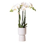 Orchidée phalaenopsis blanche - amabilis + trophy pot décoratif gris - taille du pot 9cm - 40cm de haut