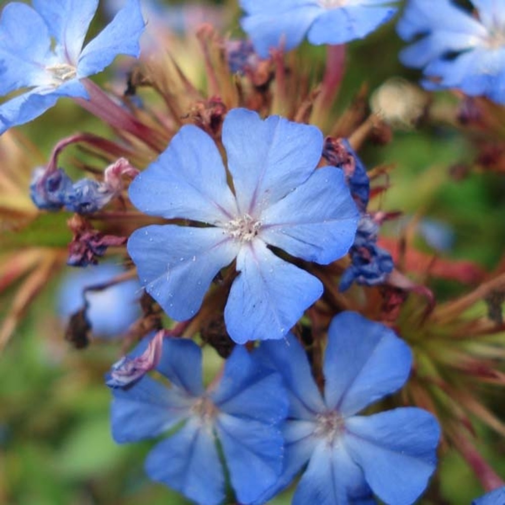Plumbago de wilmott godet de 8/9 cm