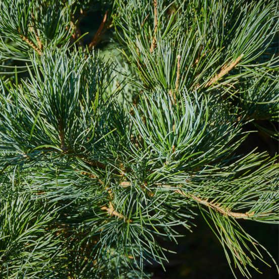 Pin cembro glauca - pinus cembra glauca 20/30cm pot 2,5l