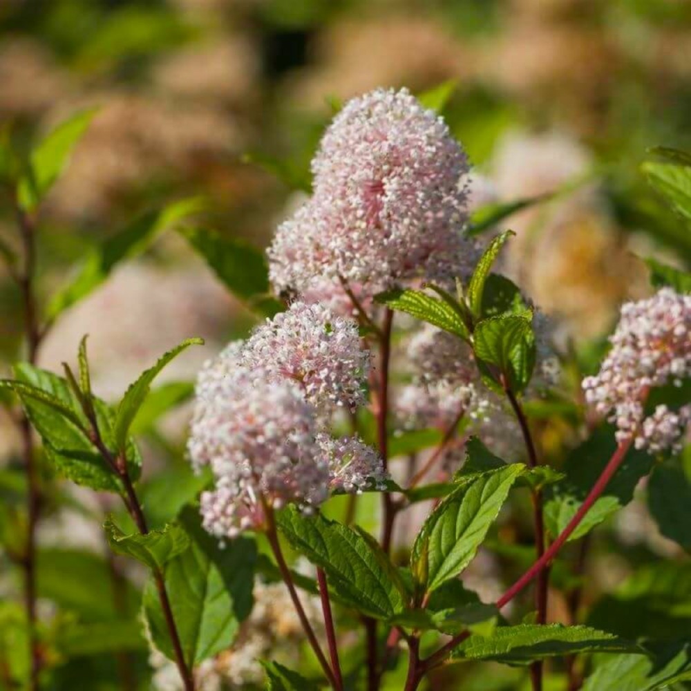 Céanothe 'marie simon' (ceanothus x pallidus 'marie simon')