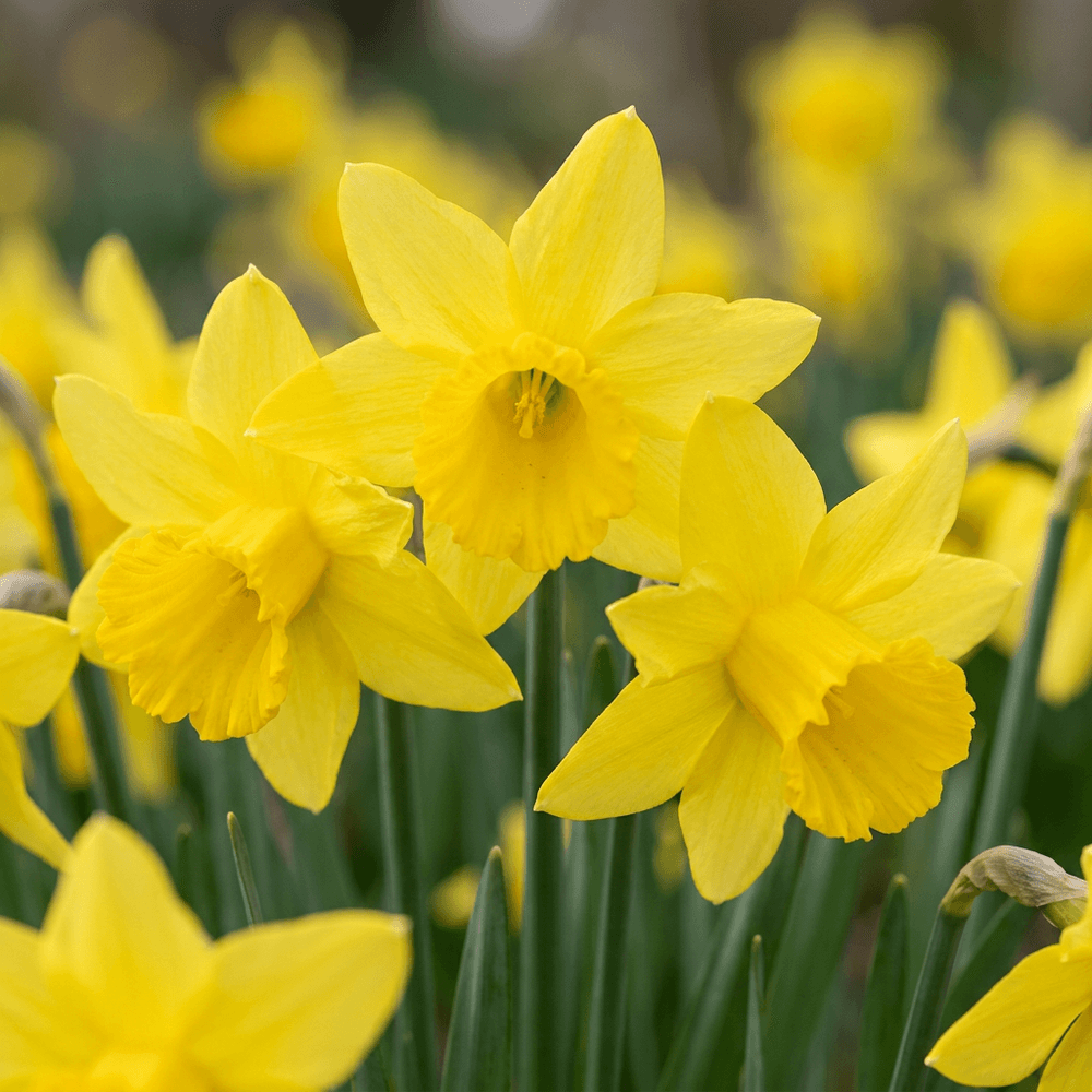 Narcisse 'february gold' (narcissus) - floraison printanière - calibre 10/12 - 30 bulbes