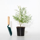 Eucalyptus gunnii france bleu ® rengun, le pot / 1.3l / hauteur livrée 20-30cm