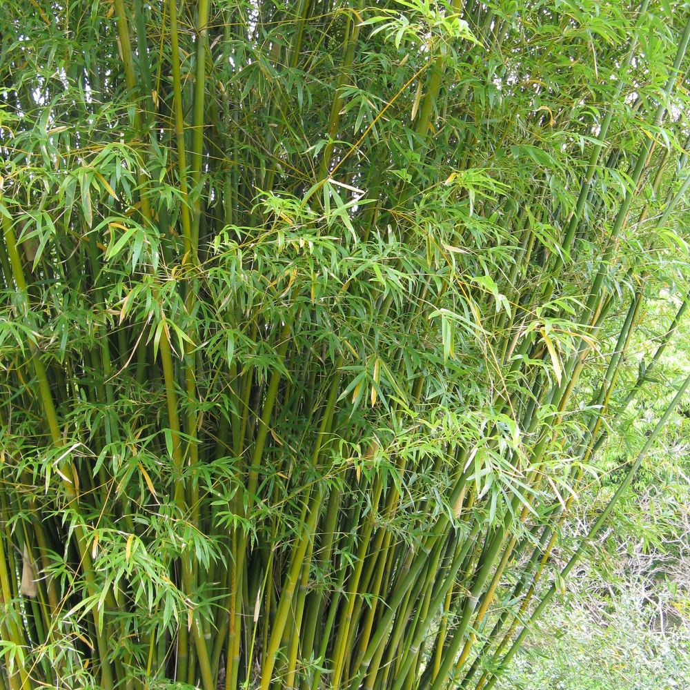 Bambou des haies pot de 12l/15l