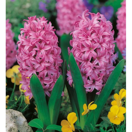 Jacinthe pink pearl - 3 bulbes