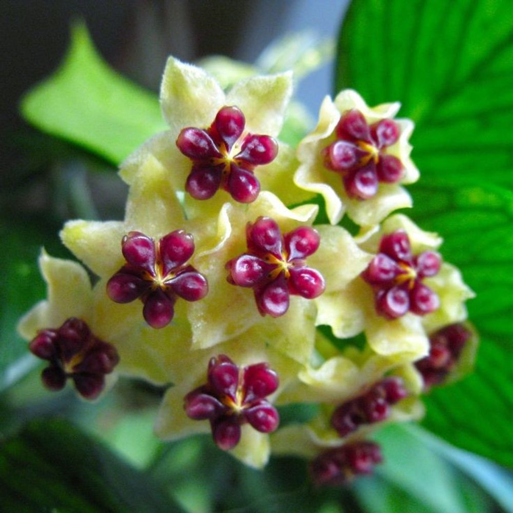 Hoya polyneura - pot de 7cm