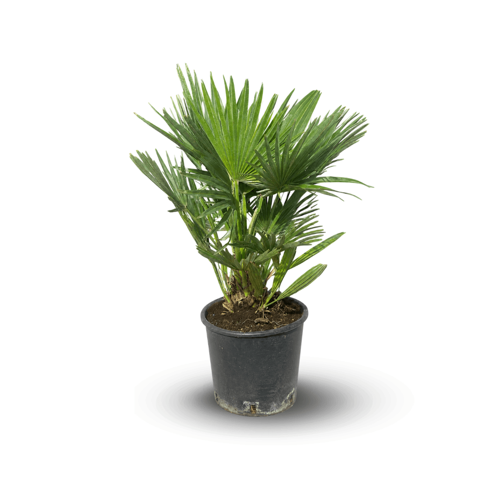 Chamaerops Humilis Vulcano - palmier nain - ↕ 80-90 cm - ⌀ 24 cm - plante d'extérieur