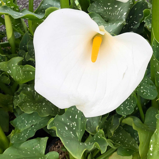 Arum d'éthiopie 'himalaya' pot de 2l/3l