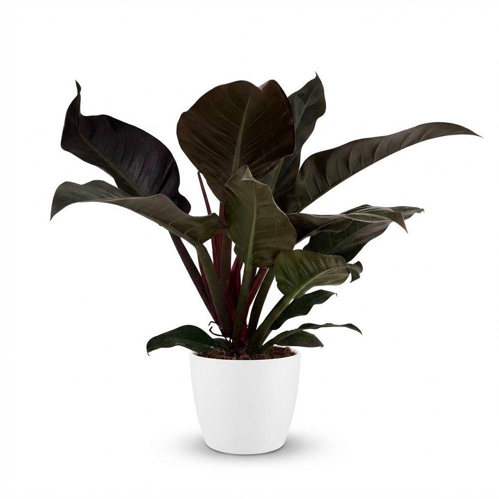 Philodendron imperial red - pot de 19cm - hauteur 60cm - plantes d'intérieur