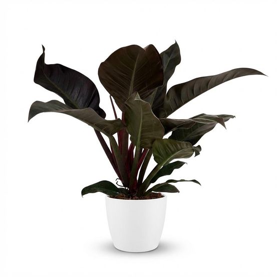 Philodendron imperial red - pot de 19cm - hauteur 60cm - plantes d'intérieur
