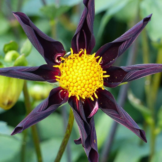 Bulbe de dahlia nain simple honka verrone's obsidian sachet de 1 bulbe