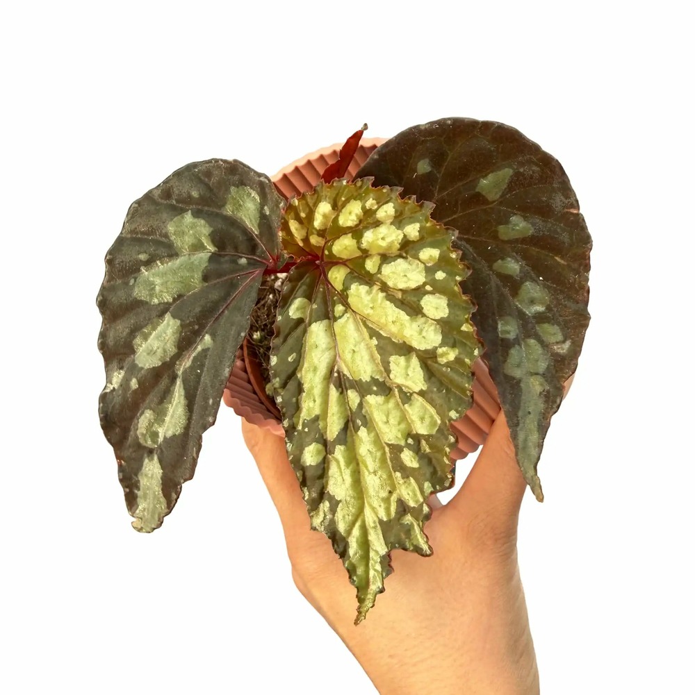 Begonia 'lucifer' - pot de 8cm