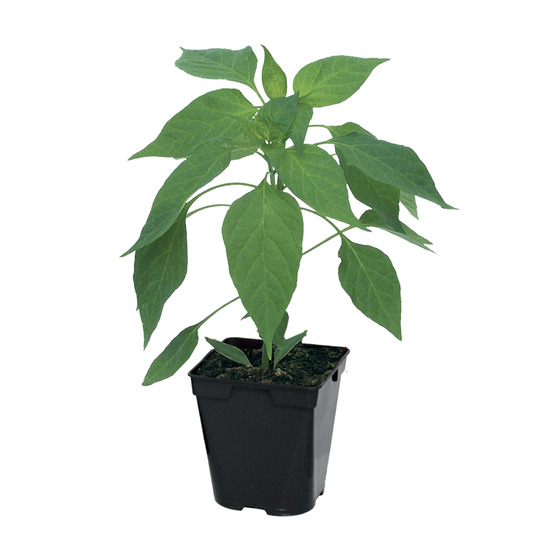 Plant de piment de cayenne pot 0,5 l