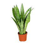 Sansevieria 'zeylanica' chaque - plante d'intérieur en pot de culture ⌀9 cm - ↕20-30 cm
