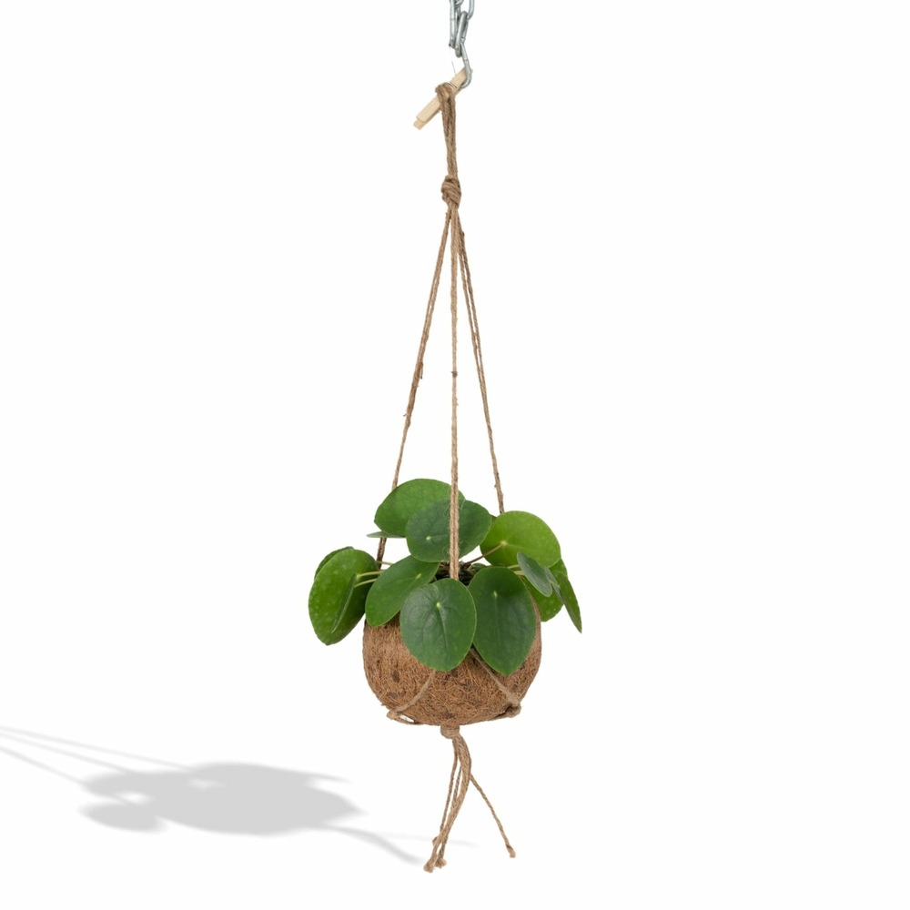 Kokodama pilea peperomiodes - h20 cm - ø15 cm
