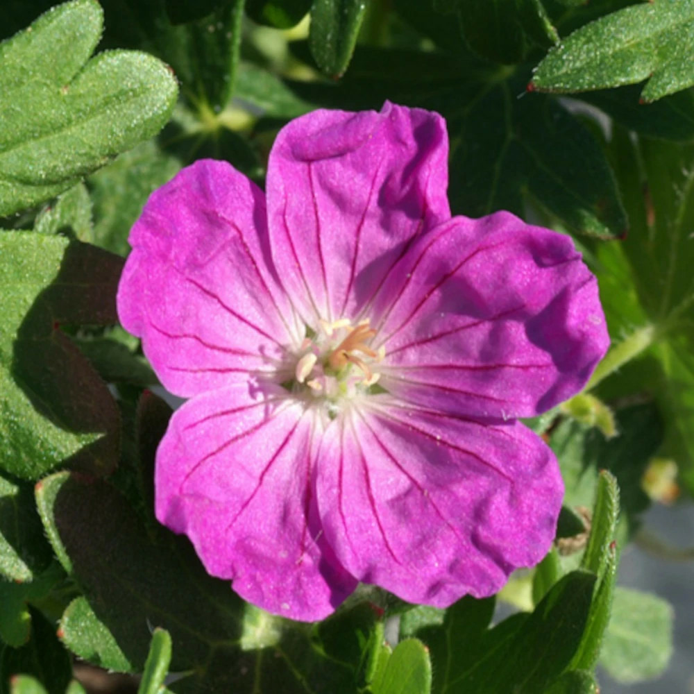 Géranium vivace vision lot de 5 godets