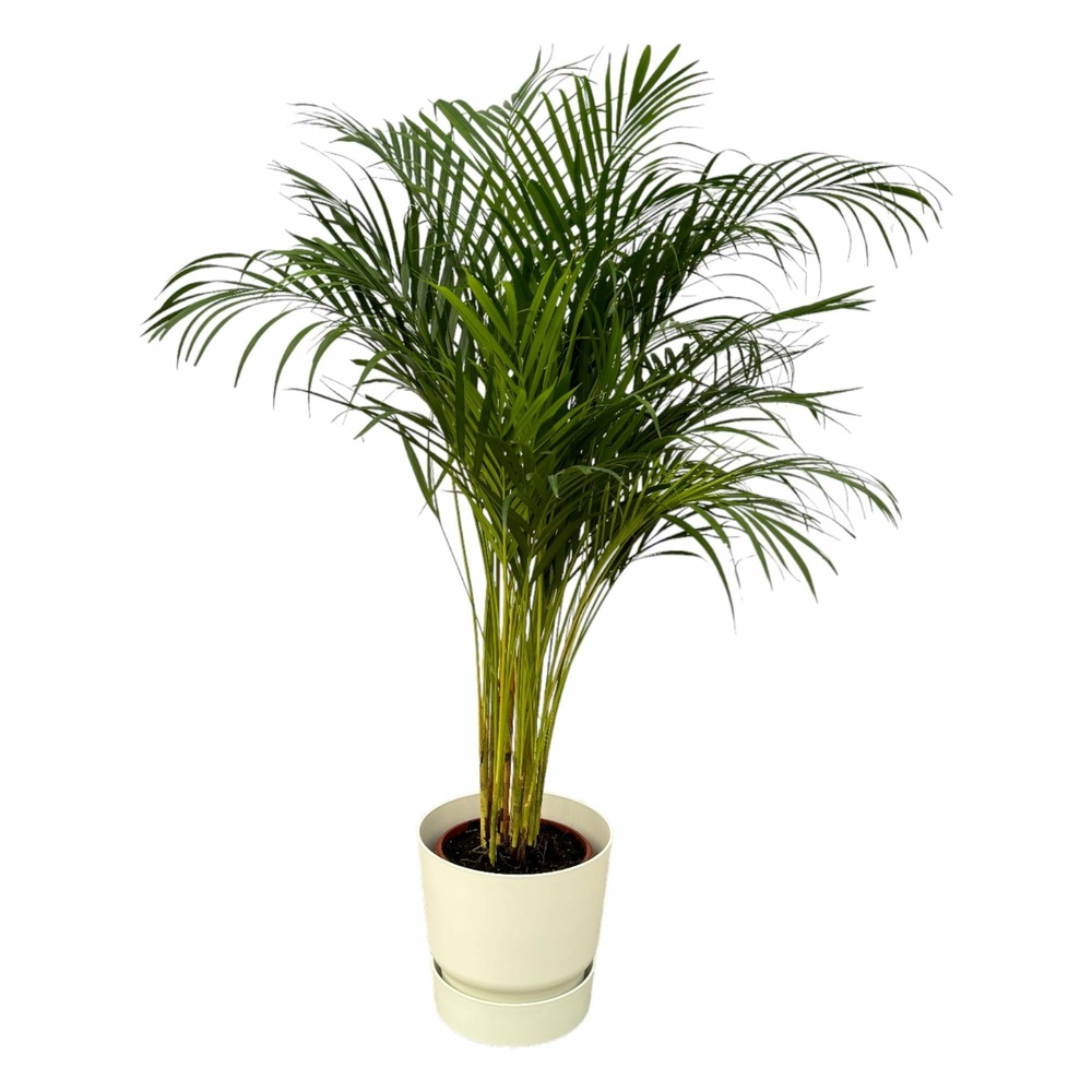 Grand palmier areca et son pot - hauteur 85cm