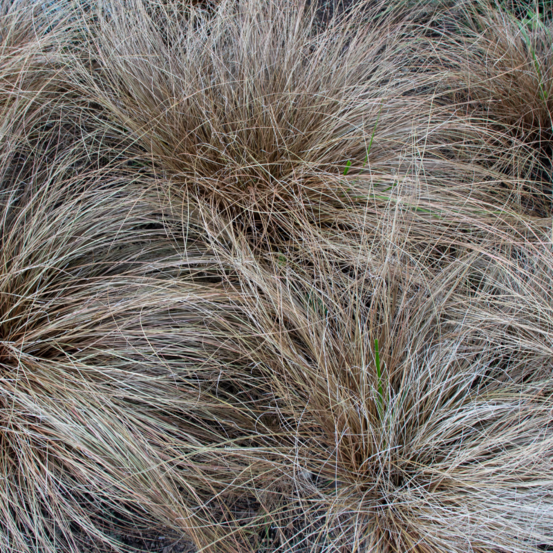 Laîche comans bronze form - carex comans bronze form 20/25cm godet 9cm