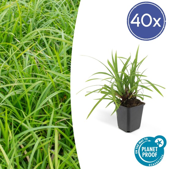 Carex laîche morrowii 'irish green' x40 – entre 2,5 et 3,33m2