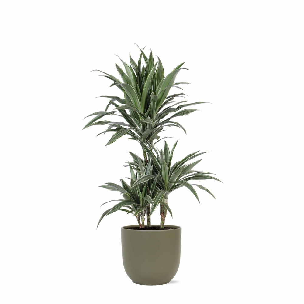 Dracaena warneckii et son pot taupe - hauteur 65cm