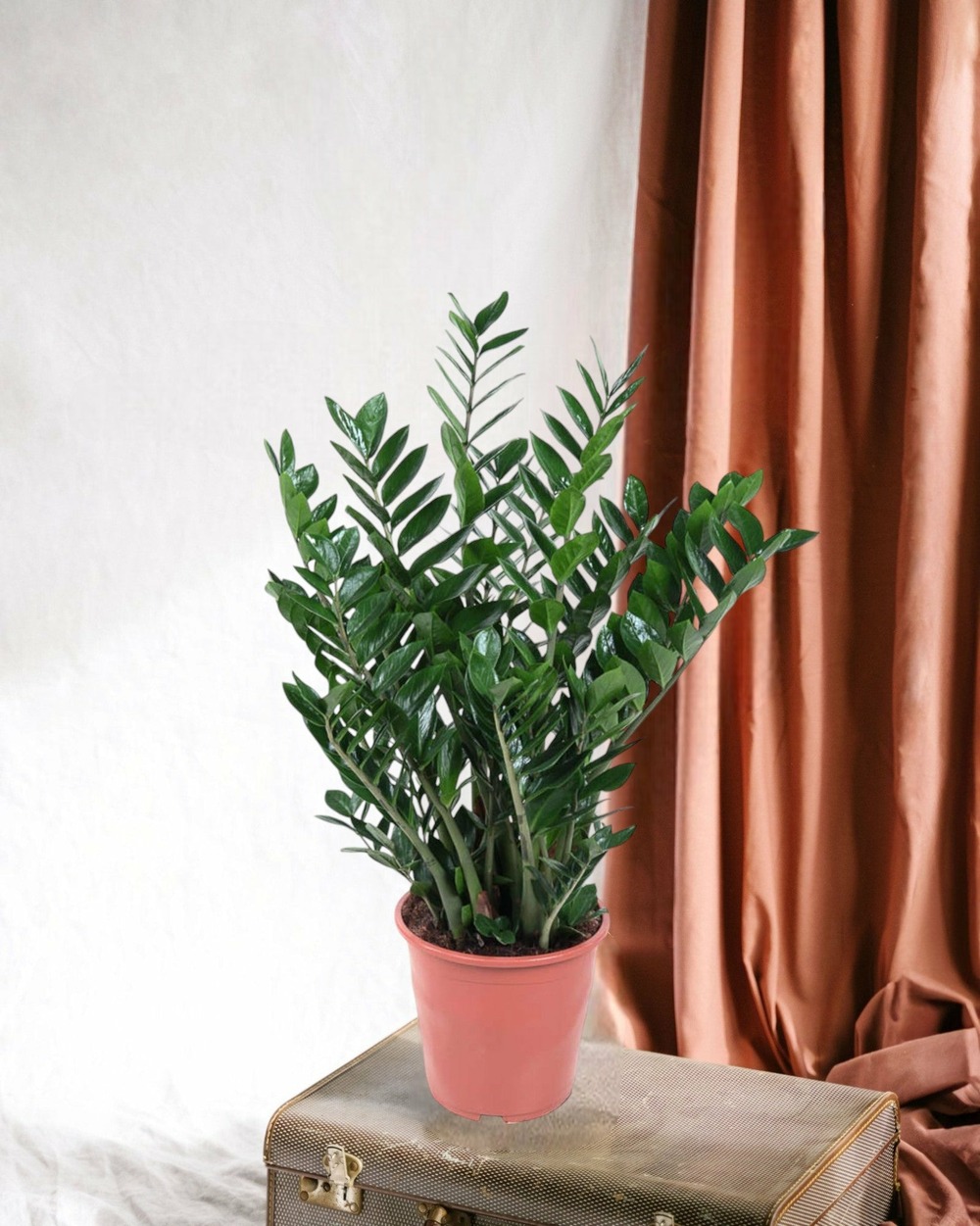 Zamioculcas zamiifolia 100cm - plante d'intérieur