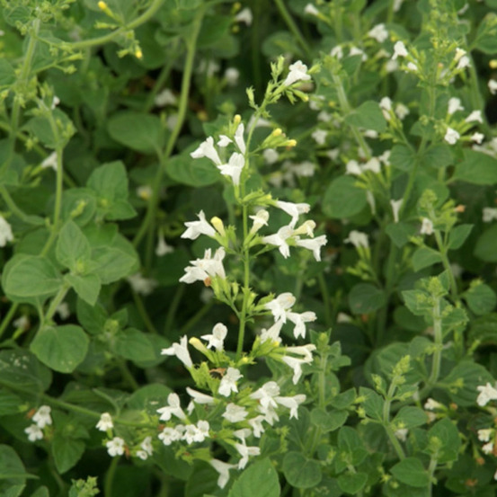 Calament sylvestre menthe lot de 3 godets