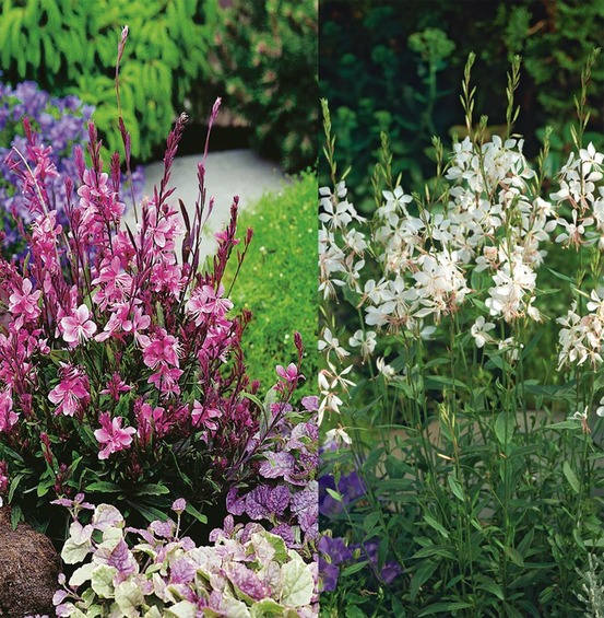 Offre speciale gauras - 6 godets plante vivace