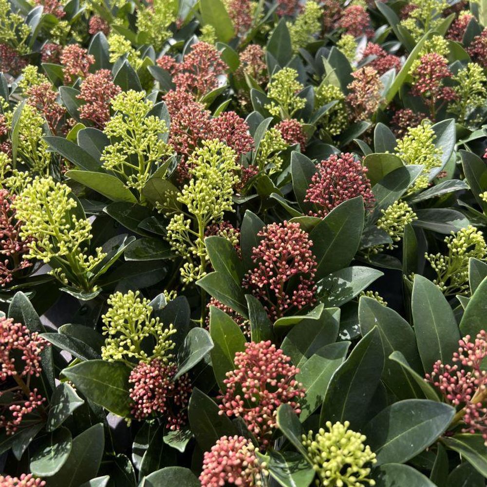 Skimmias du japon en duo blanc et rouge - arbustes persistants d'ombre - pot de 10,5cm - plante d'extérieur