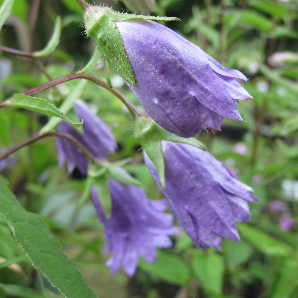 Campanule 'bernice' godet de 8/9 cm