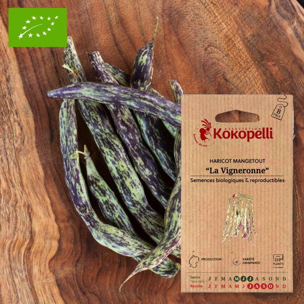 Haricot mangetout à rames la vigneronne- graines bio à semer