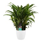 Plante d'ombrage aux feuilles inhabituelles - calathea rufibarba - pot de 17cm - environ 65-70cm de haut - pot bruxelles blanc