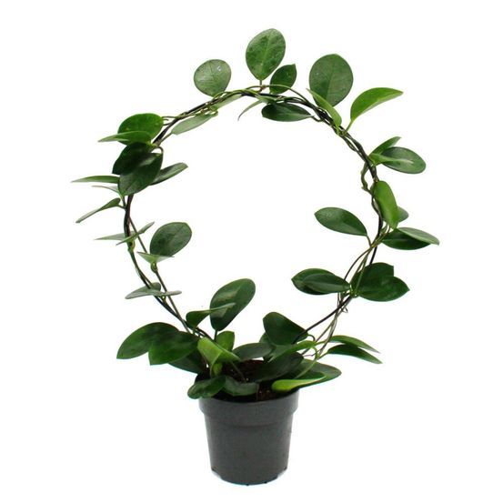 Hoya australis - fleur de porcelaine - fleur de cire - plante d’intérieur robuste sur le grand arc en plein cintre - pot de 12cm