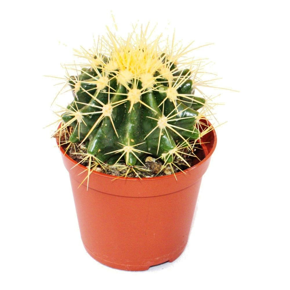Echinocactus grusonii - belle-mère - en pot de 8.5cm
