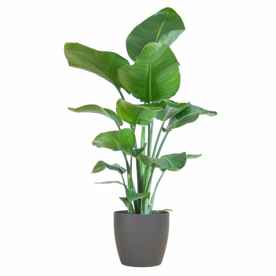 Strelitzia nicolai et son pot gris - hauteur 80cm