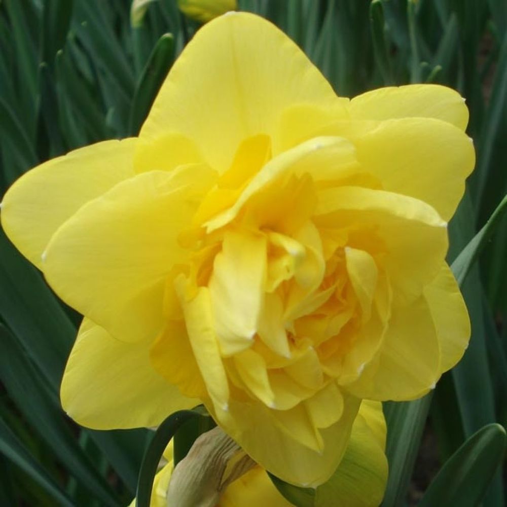 Narcisse à fleurs doubles 'sherborn' bulbe calibre 12+ (par 5)