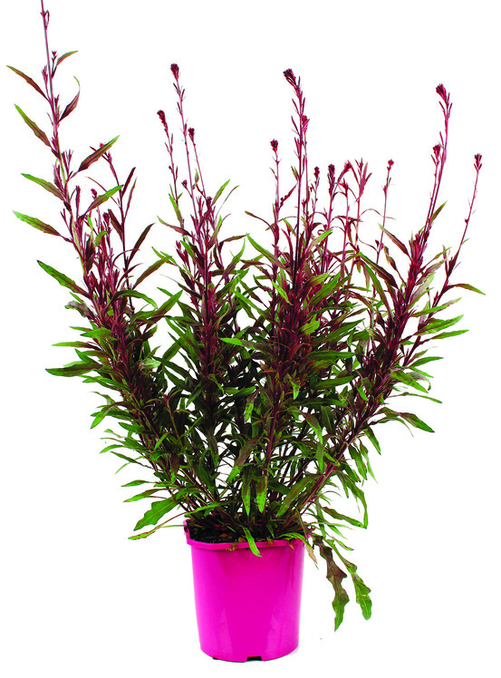 Gaura pot 2 l
