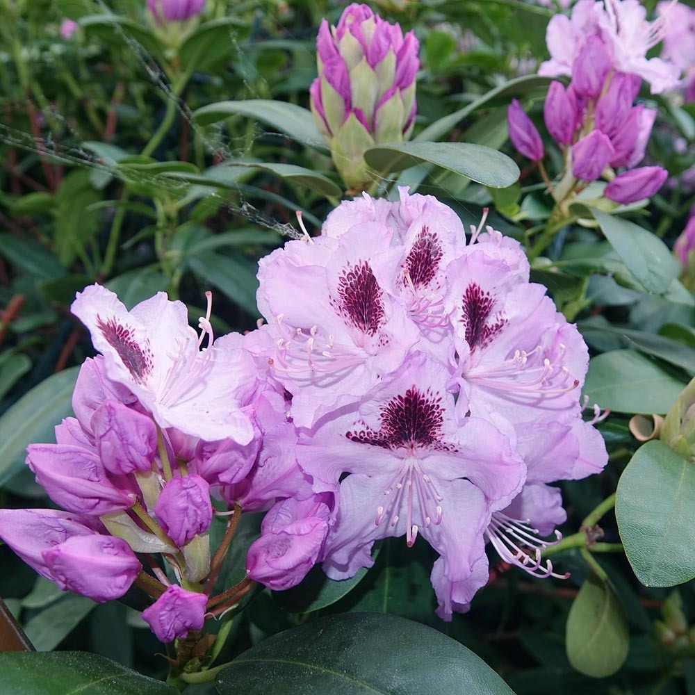 Rhododendron 'blue jay' pot de 4l/5l