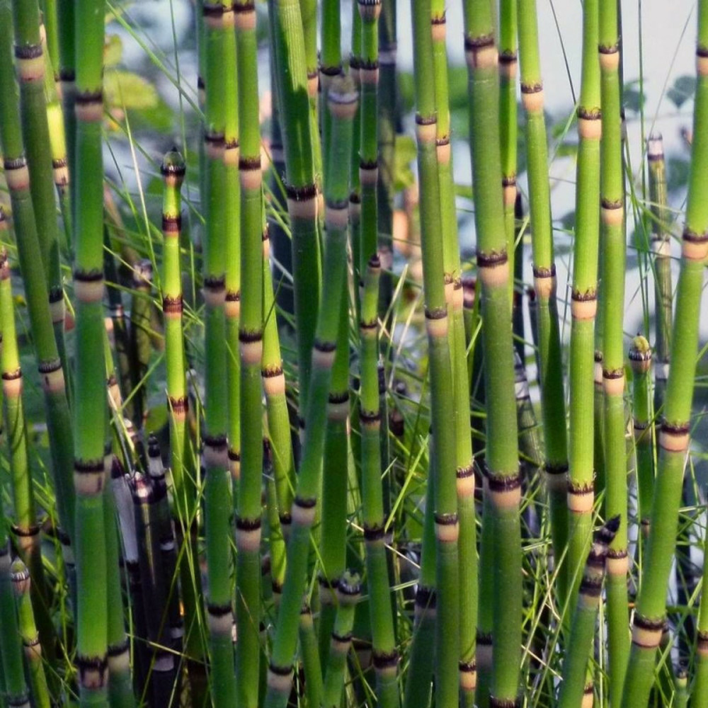 Prêle japonaise, equisetum lot de 5 godets