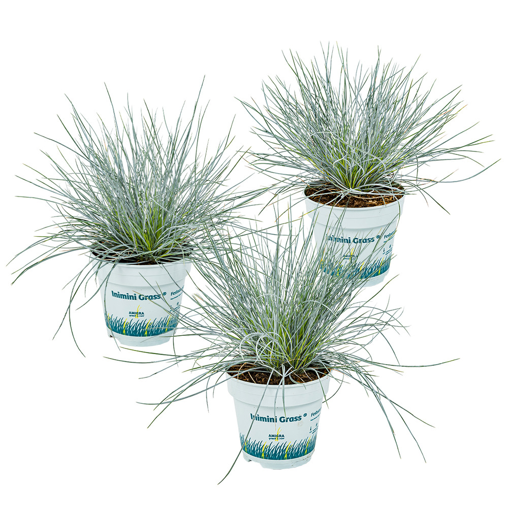 Lot de 3 - festuca glauca compacta blue - fétuque bleue - hauteur 20-30 cm - pot 10,5 cm
