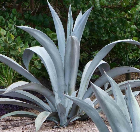 Agave franzosinii- pot de 5 litres