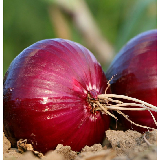 Graines d'oignon rouge de brunswick - vilmorin sachet