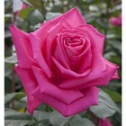 Rosier à grandes fleurs rose 'Lolita Lempicka®' Meizincaro : en motte