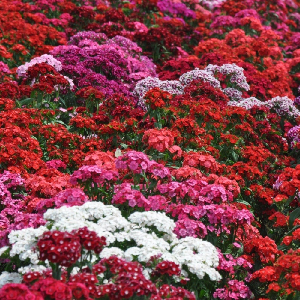 Graines de fleurs, graines de dianthus hybrides américains, environ 1000 graines par paquet, 5 paquets