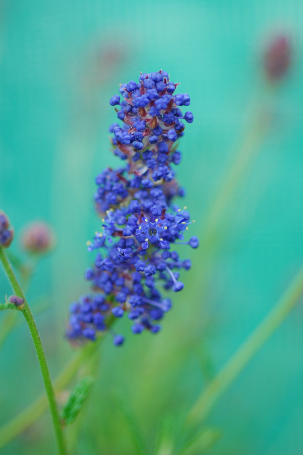 Lilas de californie 'italian skies' - en pot de 3 litres