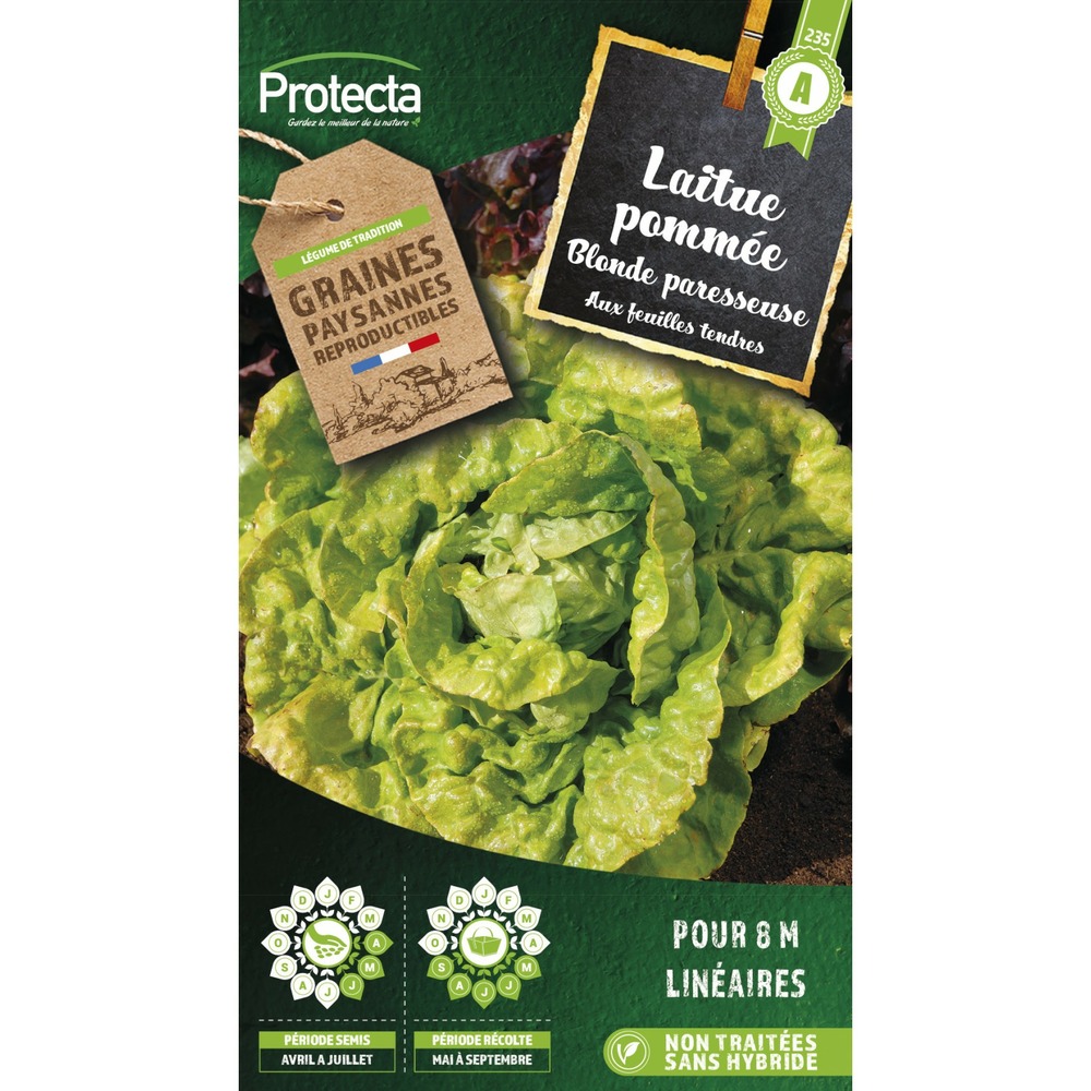 Graines paysannes - laitue grosse blonde paresseuse
