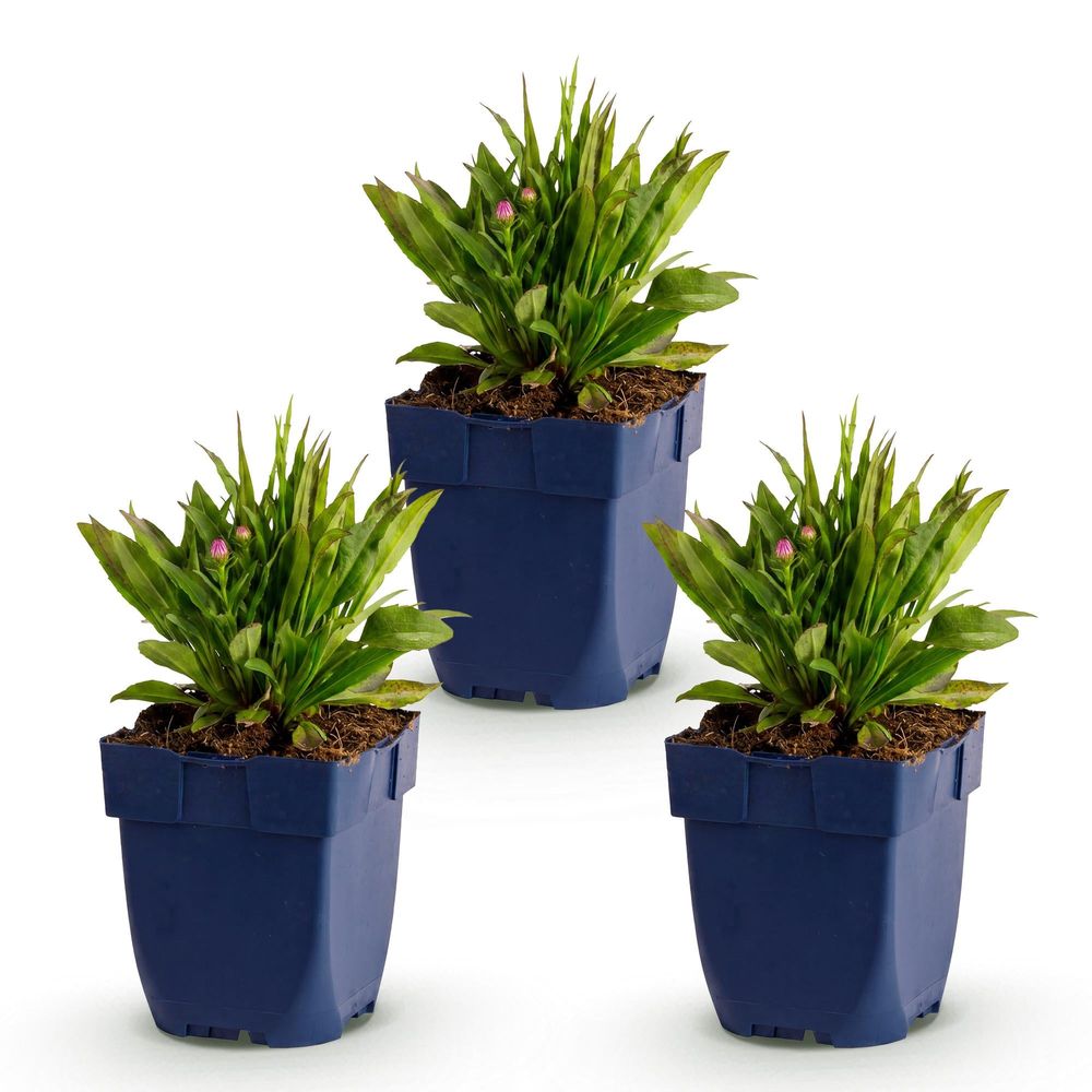 Aster 'wood's pink' - lot de 3 - pot 11 cm - hauteur 25 cm - plante d'extérieur