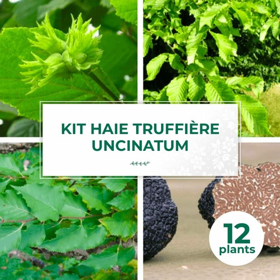 Ensemble de plants truffiers uncinatum - 12 plants