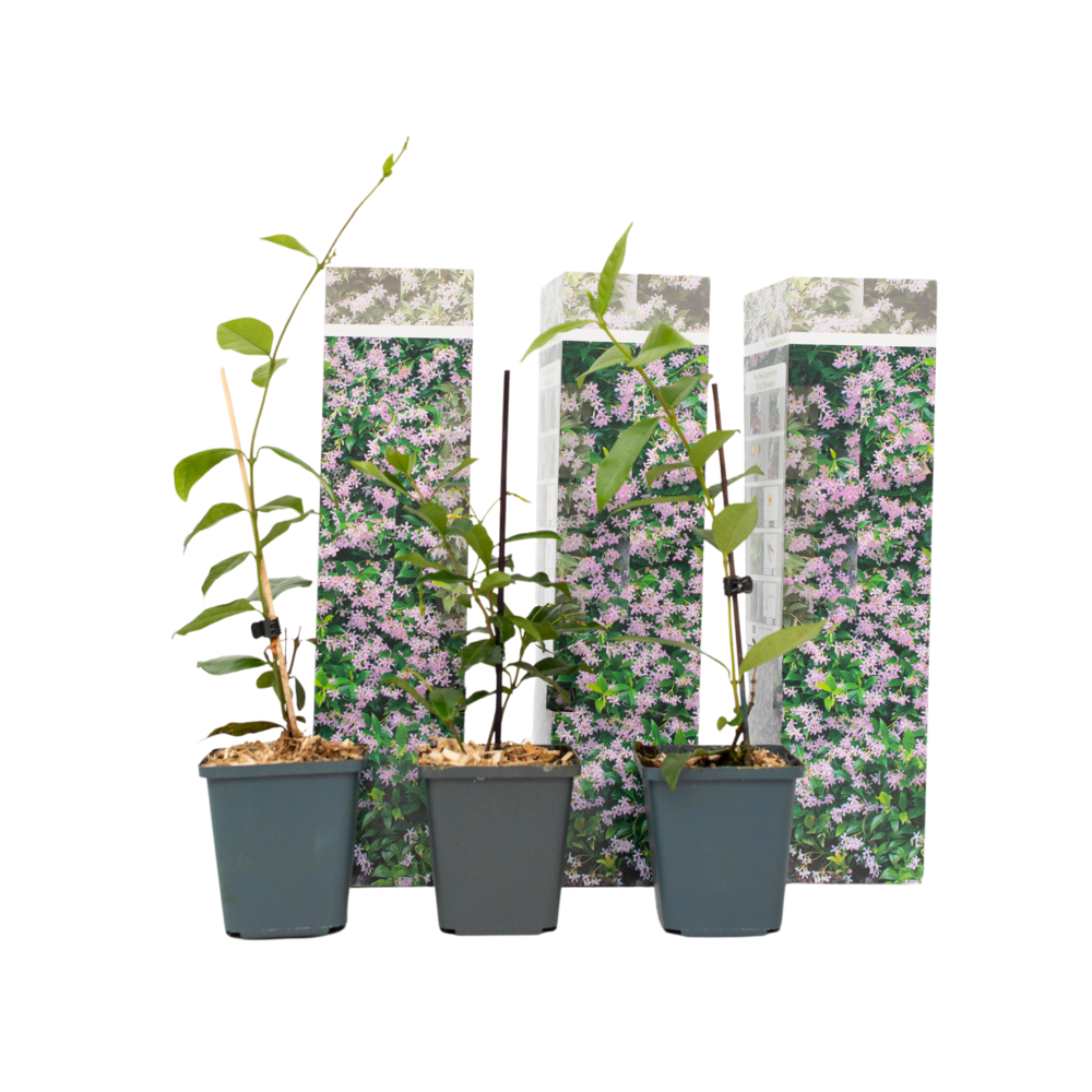 Jasmin étoilé - set de 3 - trachelospermum jasminoides - hauteur 25-40cm - ⌀9cm