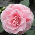 Camellia japonica 'pr filippo parlatore ': c15l