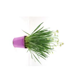 Allium decoratif pot 2 l