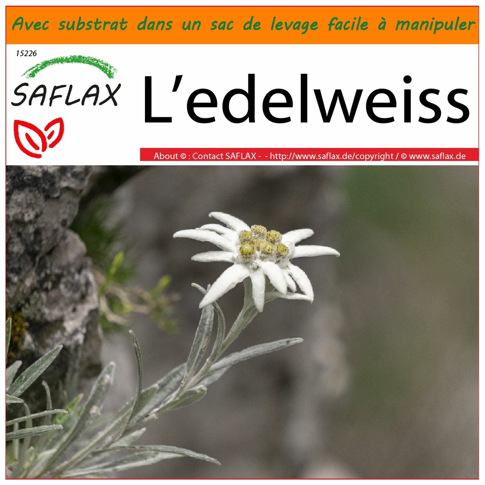 Garden in the bag - l’edelweiss - 500 graines - leontopodium alpinum